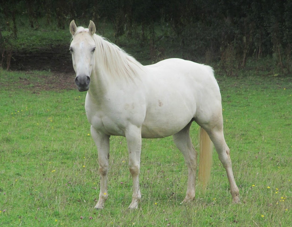Quarter Horse mare, Kernow Cream Cracker